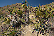 Yucca schidigera, in seiner Heimat 
