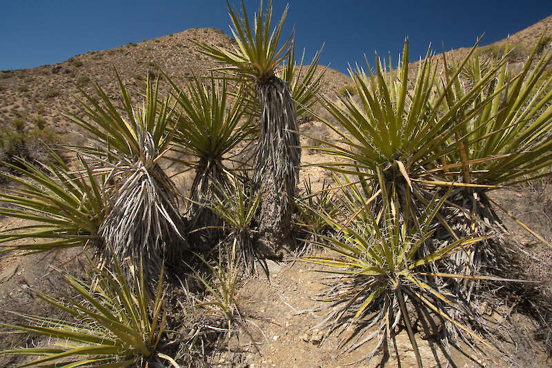 Yucca schidigera, in seiner Heimat — Karel Štípek, Österreich