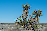 Scharfe, schwertartige Blätter von Mojave Yucca, Nevada 