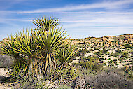 Yucca schidigera, auch bekannt als Mojave Yucca oder spanischer Dolch, in seiner Heimat 