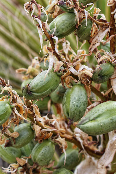 Quelle der Samen von Yucca schidigera, üblicherweise Mojave Yucca — Jared Quentin, USA