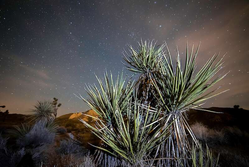 Mojave Yucca (Yucca schidigera) leuchtete mit einem Lichtblitz unter dem dunklen Sternenhimmel — Dominic Gentilcore PhD, USA